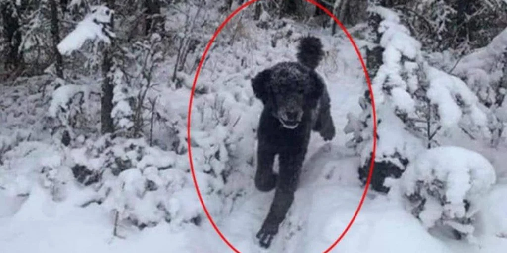 Billede deler vandene: Ser du en mand eller en hund?