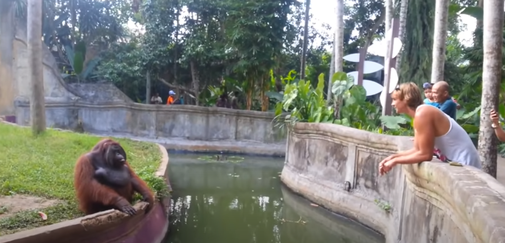 Mand kaster godbid til orangutang – men hvad den så gør, får hele internettet til at grine