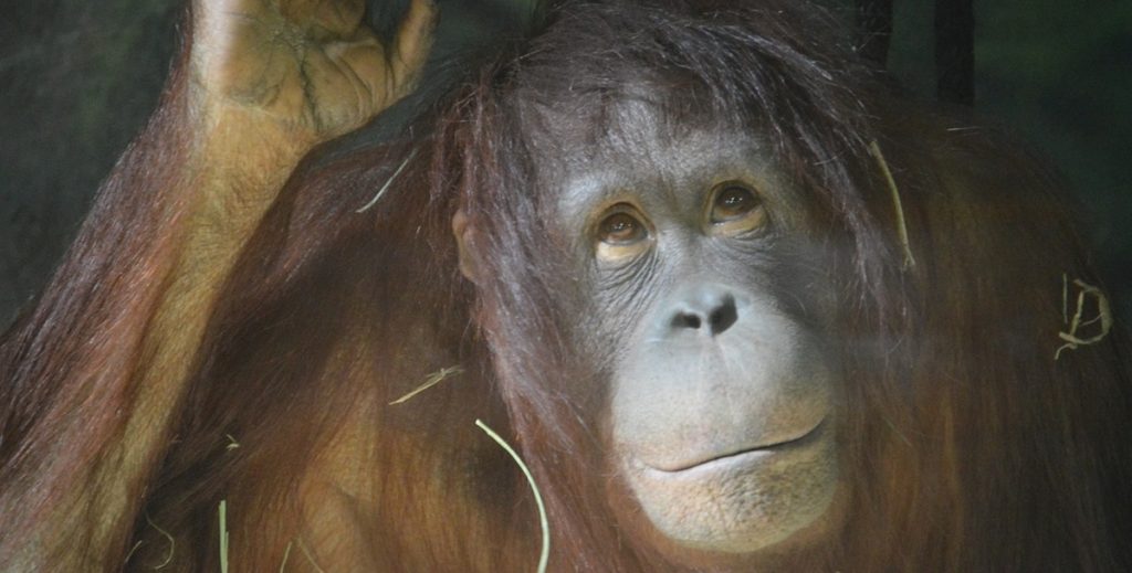 Dublin Zoo eksponerer orangutang for ammende kvinder: Håber, at den vil efterligne adfærd