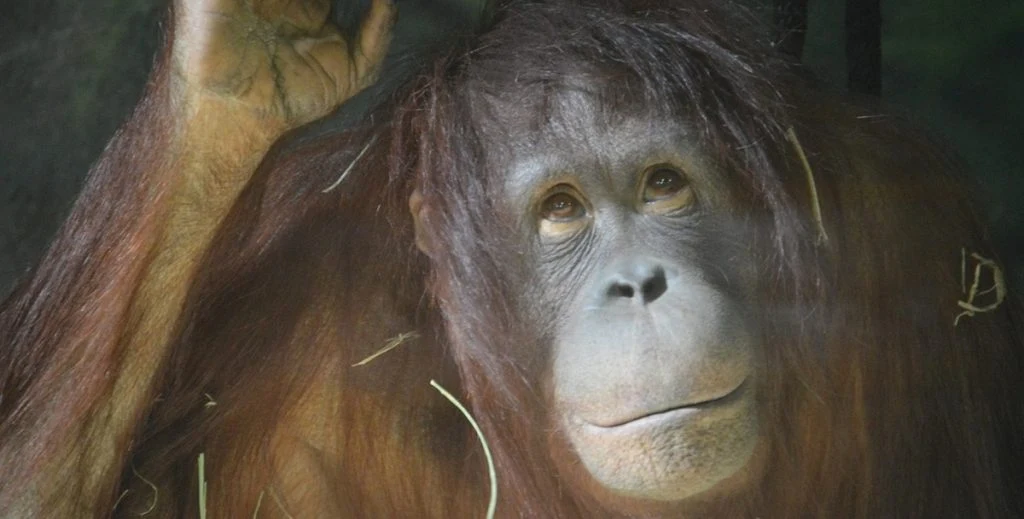 Dublin Zoo eksponerer orangutang for ammende kvinder: Håber, at den vil efterligne adfærd