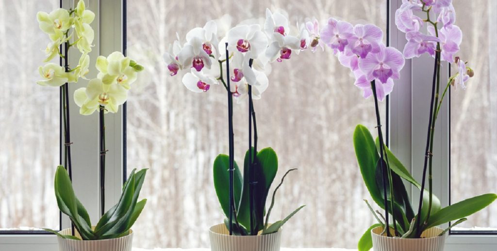 Mange smider det ud: Hvis det tilsættes orkideer, blomstrer planterne smukt
