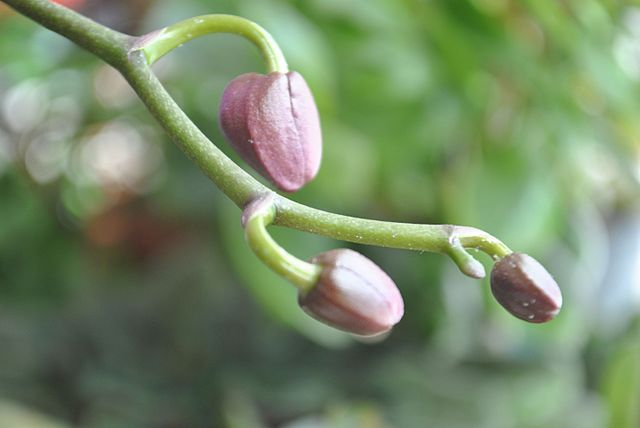 Har du problemer med opblomstringen af dine orkideer? De vil stoppe ved brug af denne metode