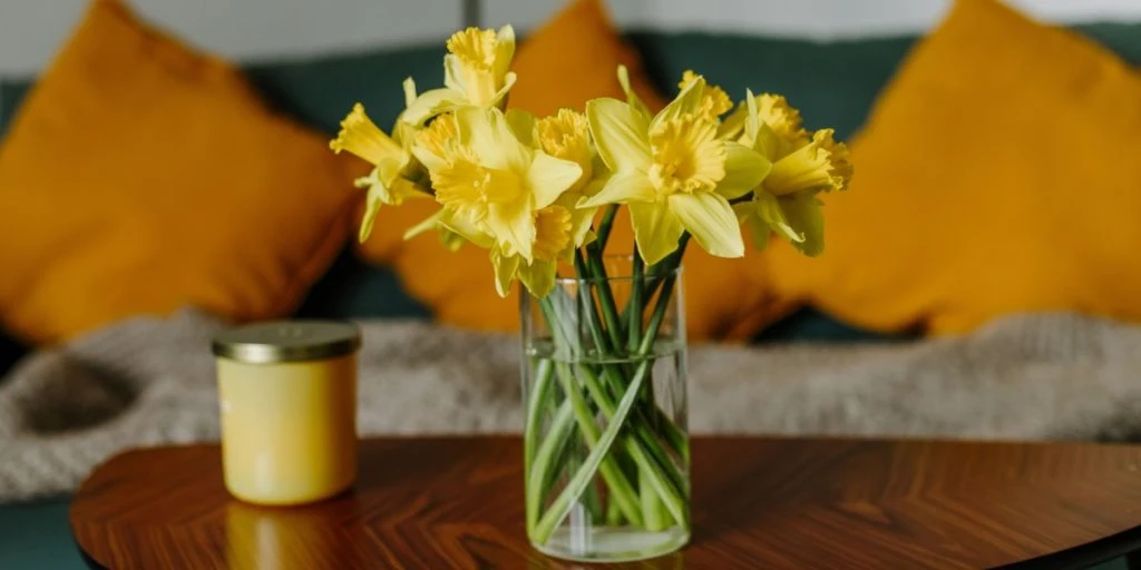 Er dine påskeliljer allerede ved at dø? Blomsterhandleren deler sine bedste tips til at holde dem i live