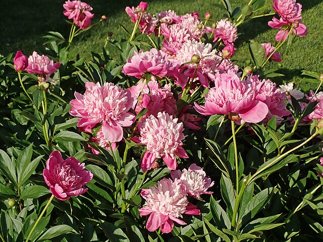 Vand dine pæoner med denne blanding i marts og nyd de store flotte blomster til sommer