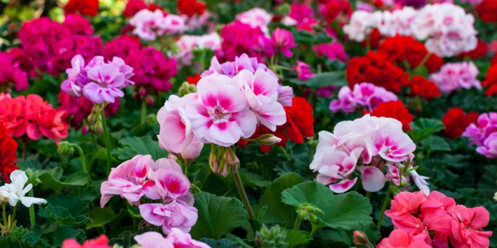 Pelargonier er nemme at passe og blomstrer flot: Men én ting kan de ikke tåle