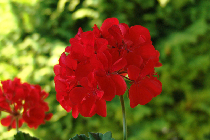 Drop pelargonierne – denne plante blomstrer som en drøm
