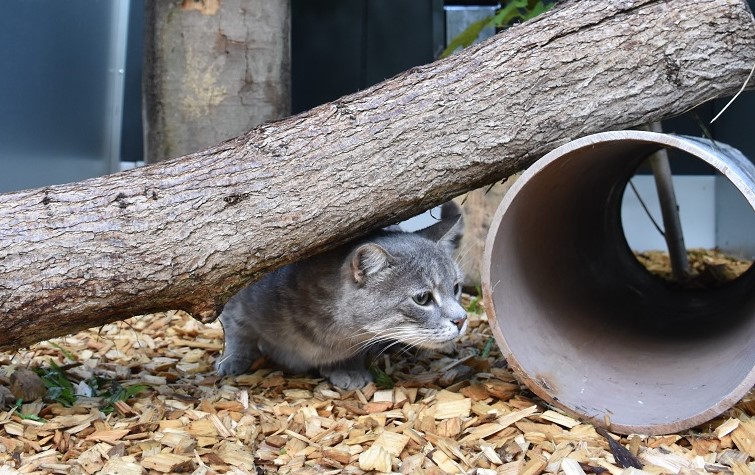 Årets charterrejse er aflyst – men nu kan katten komme på luksusferie