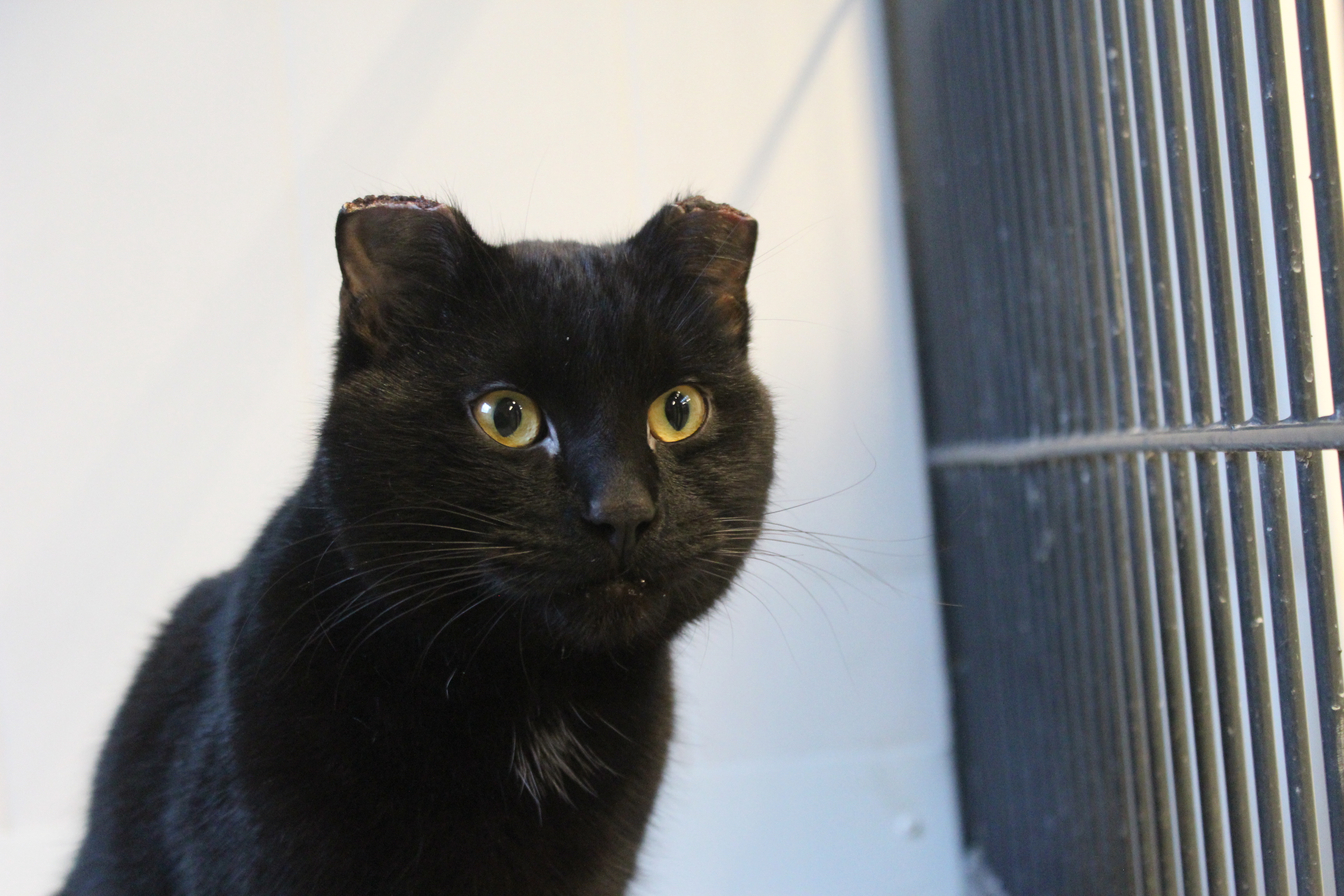 Katten Per udsat for grov behandling: Nu meldes det til politiet