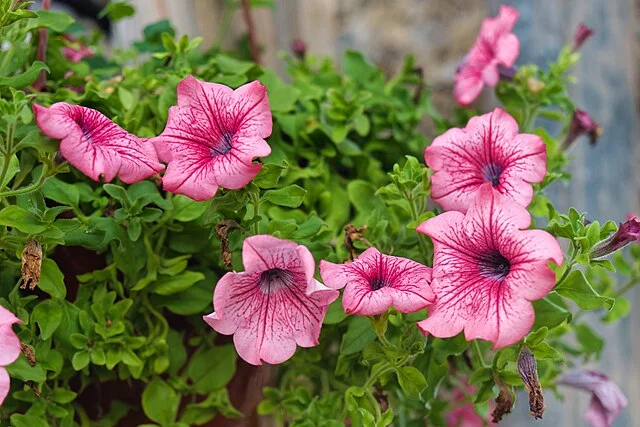Ét lille knips kan få dine petunaier til at blomstre igen og igen helt indtil frosten kommer