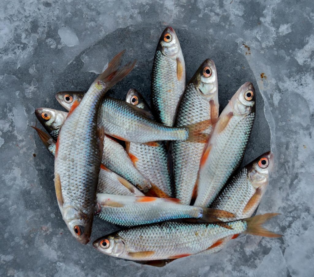 Danskere bør spise mere fisk: En sund og lækker tilgang til god mad