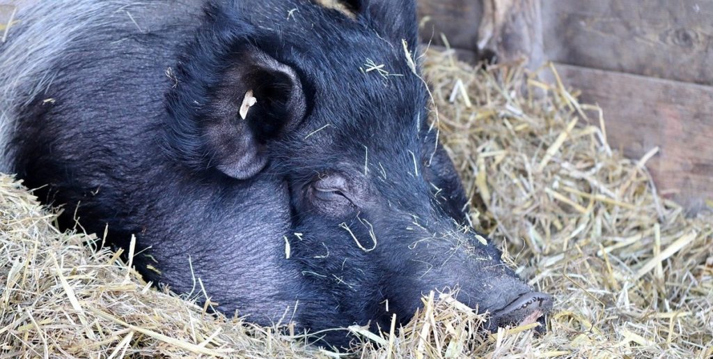 Gris blev overfodret og boede i en lille lejlighed i 7 år: Kunne knap stå på sine egne ben