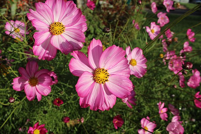 Hurtig forvandling: Planter til dig, der vil have farver i haven – nu og her