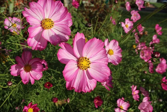 Hurtig forvandling: Planter til dig, der vil have farver i haven – nu og her