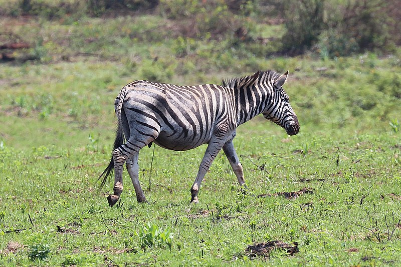 Sebastian Klein understreger: Hvis undsluppen zebra møder en ulv, så vil dette ske