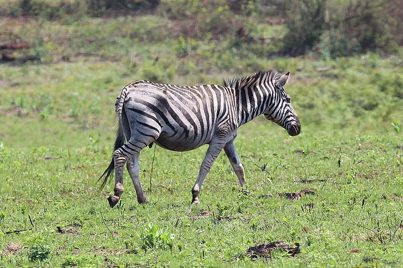 Sebastian Klein understreger: Hvis undsluppen zebra møder en ulv, så vil dette ske