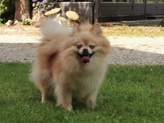 Kender du denne hund? Pomeranian i fare for at blive aflivet