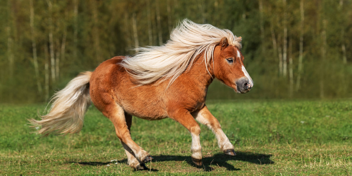 Turister tager billede af nyfødt pony: Derefter indtræffer tragedien
