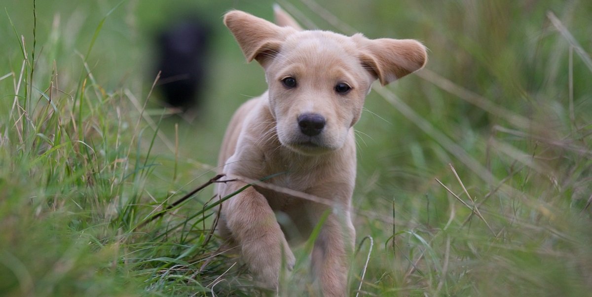 Dyrlæge deler advarsel: Du skal stoppe med at lege denne ‘farlige’ leg med din hund