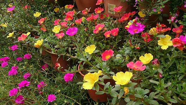 Denne busk vokser med rekordfart og fylder din have med skønne blomster