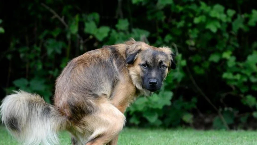 Derfor stirrer din hund på dig, når den skider