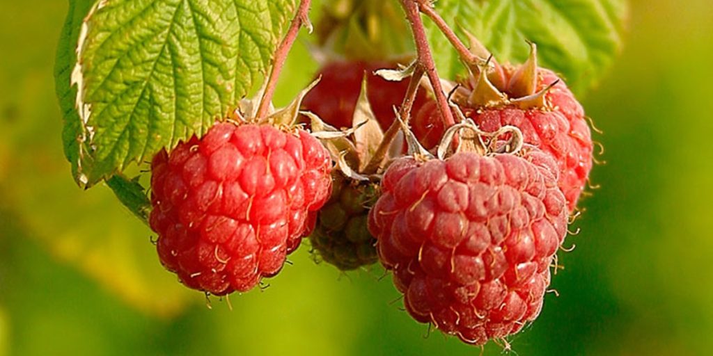 Giver en rig høst: Med disse 5 nemme skridt får du lækre hindbær i haven