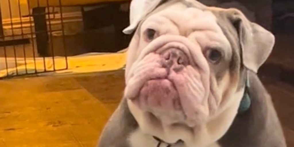 Bulldog går viralt med ‘sødeste reaktion nogensinde’: Ejer fortæller ham, at han ikke får mad