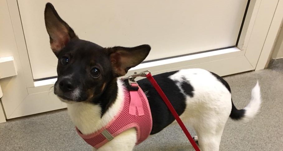 Hverken chippet eller meldt savnet: Ejere til bortløben hund efterlyses