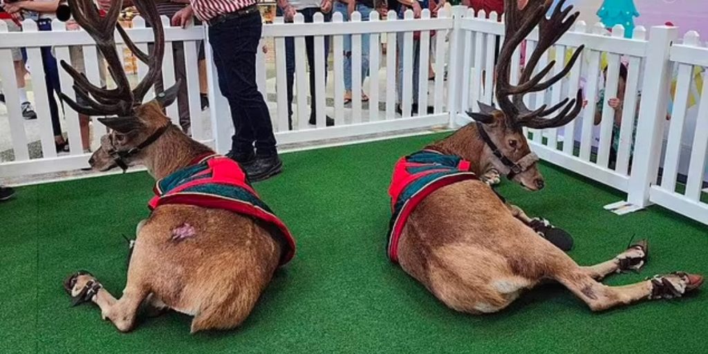 Kunder raser mod indkøbscenter: Det er ‘ulækkert’ og ‘grusomt’