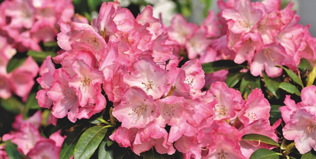 Normalt ville du bare smide det ud, men det kan faktisk gøre underværker for din rhododendron