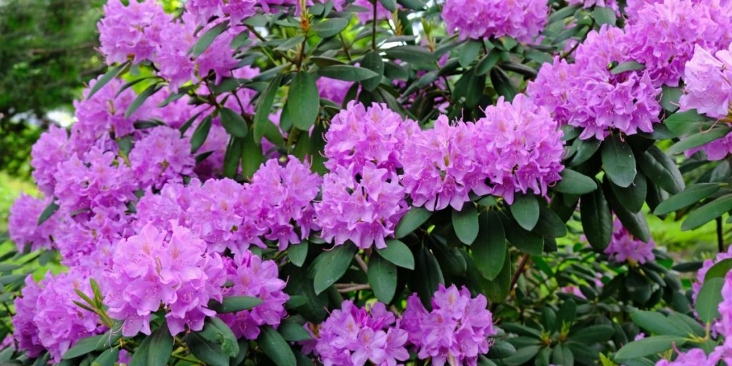 De fleste rhododendron har grimme blade efter vinteren: Denne simple behandling gør dem hurtigt smukke igen