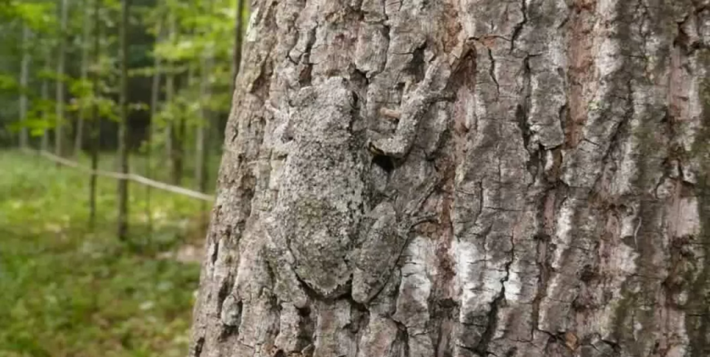 Kan du spotte det camouflerede dyr? Langt fra alle gætter det første gang