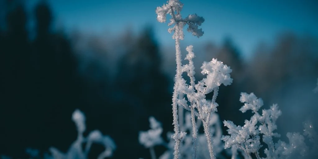 Grum opdatering fra DMI: Her kommer der 2 grader og rimfrost