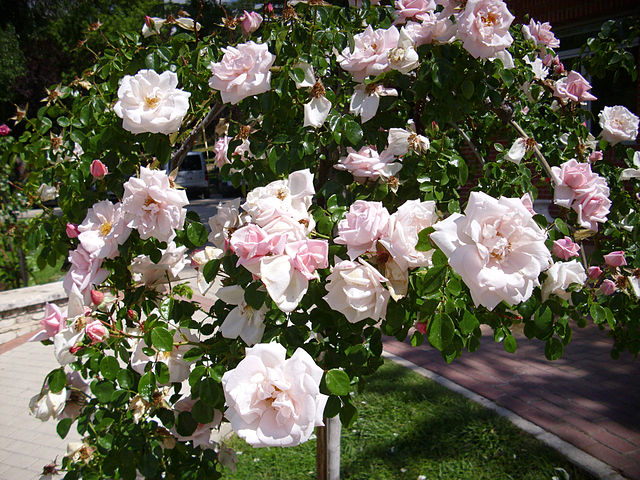 Denne rose vokser lynhurtigt og giver et væld af duftende blomster hele sommeren