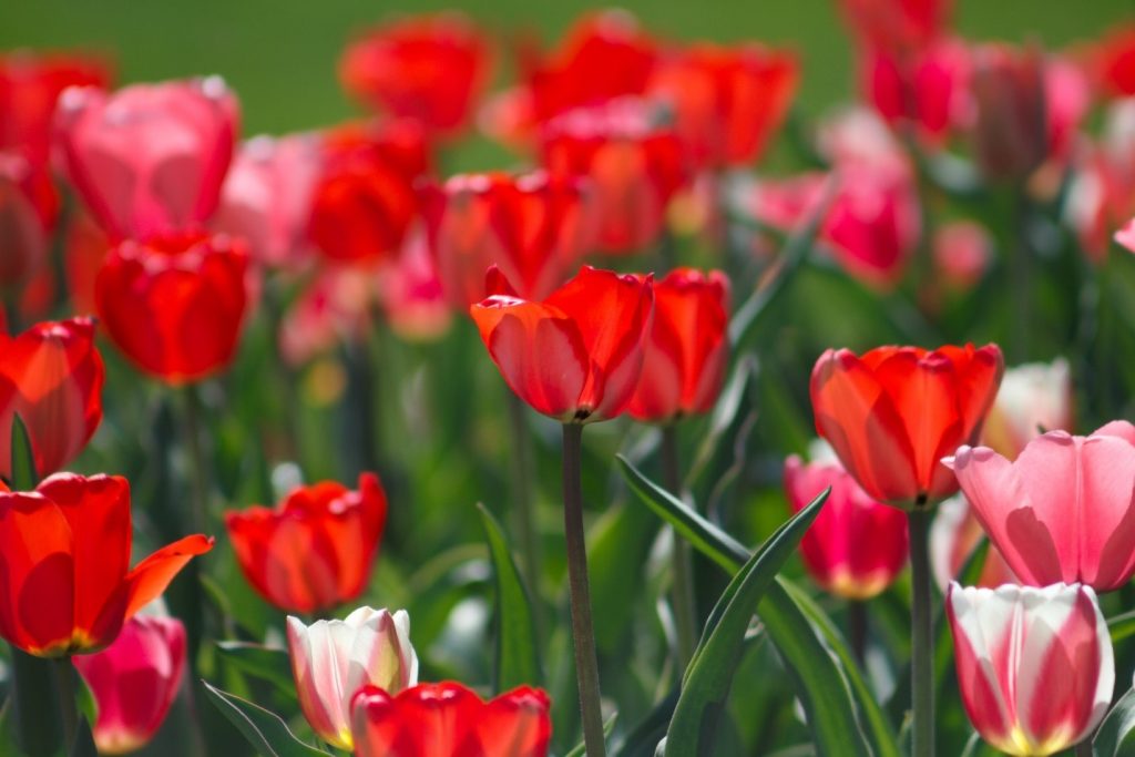 Glæd dine kære med dejlige blomster