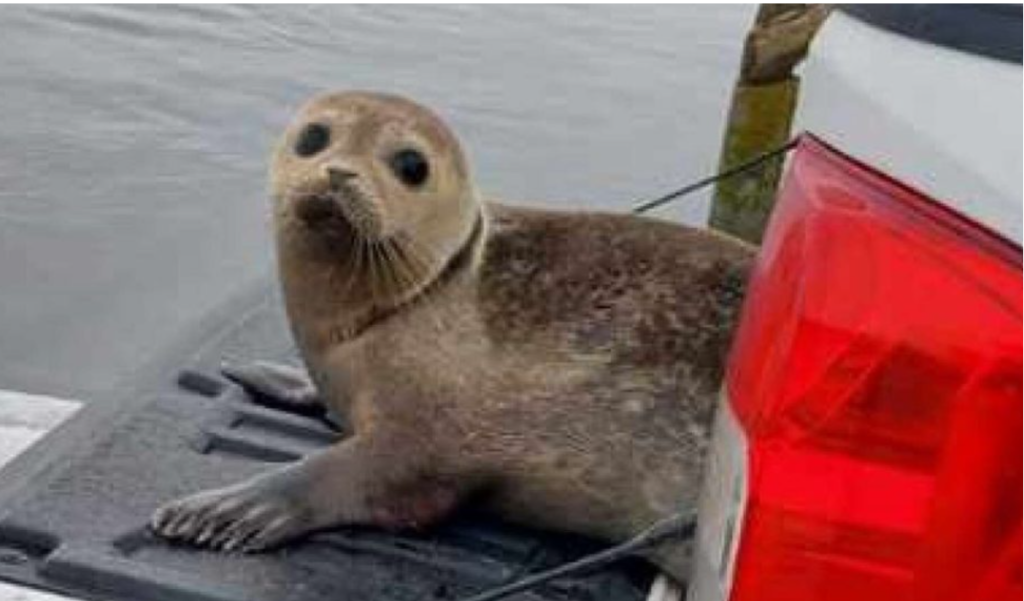 I torsdags blev vild sæl fundet nær dansk motorvej: Nu er der overraskende nyt