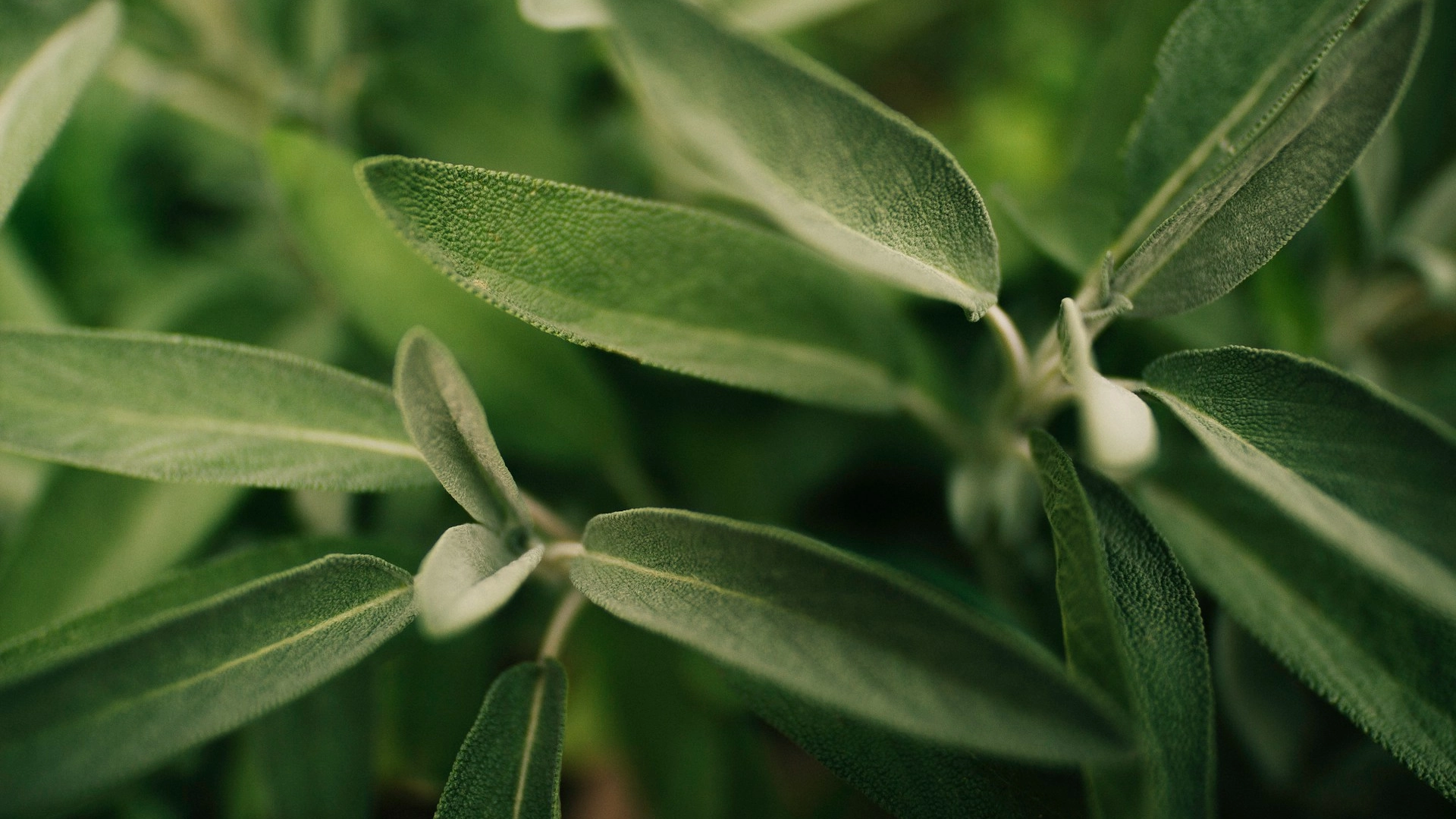 Ifølge videnskaben: Denne plante kan sænke blodsukkeret, forbedre hukommelsen og hjælpe i overgangsalderen