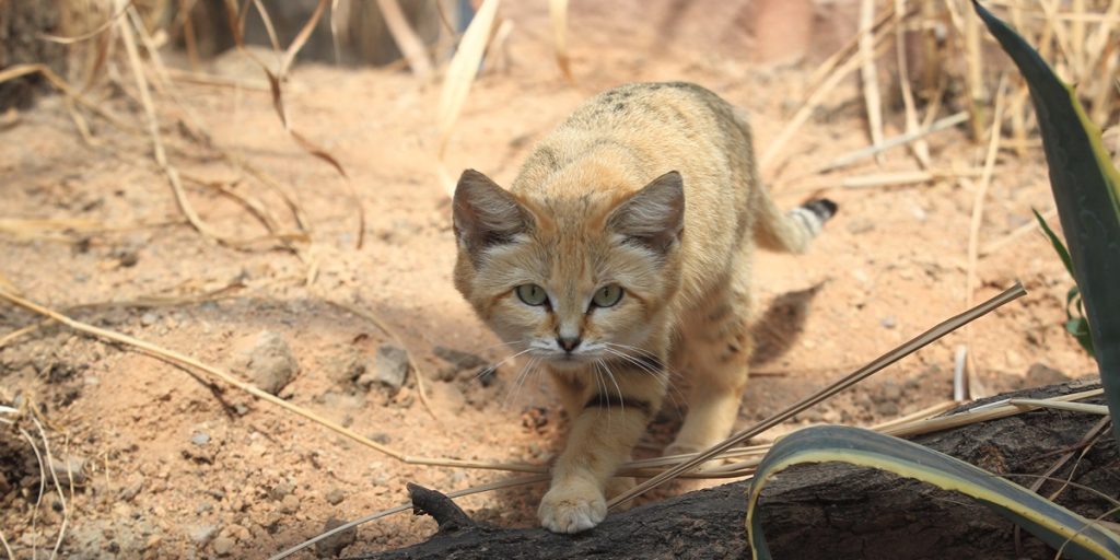 Dette vilde kattedyr kan klare sig uden at drikke vand!