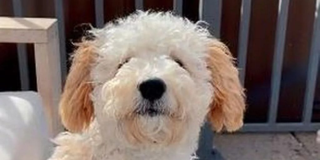 Sarah afleverede sin hund hos frisøren: Da hun hentede den, fik hun sit livs chok