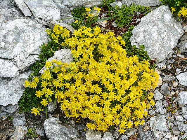 Disse 3 krybende buske giver et hav af blomster allerede fra april måned