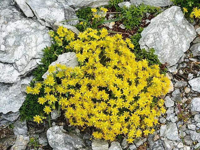 Disse 3 krybende buske giver et hav af blomster allerede fra april måned