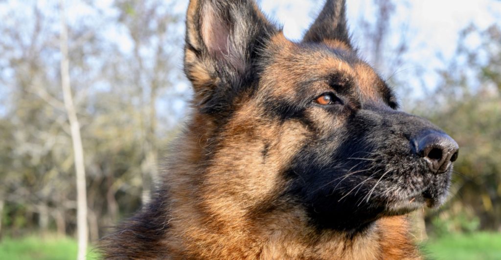 Ny undersøgelse: Din hund forstår måske mere end du ved