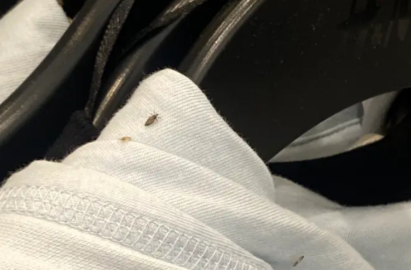 H&M lukker butik efter billeder af insekter på tøjet er blevet lækket