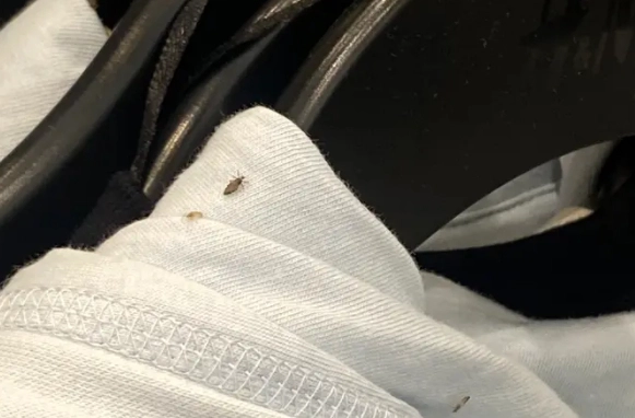 H&M lukker butik efter billeder af insekter på tøjet er blevet lækket