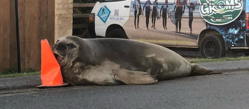 Sælen, der terroriserede et helt lokalsamfund og blev en viral sensation – mød Neil the Seal