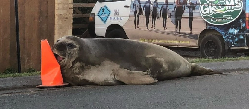 Sælen, der terroriserede et helt lokalsamfund og blev en viral sensation – mød Neil the Seal