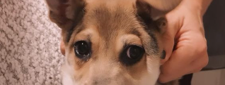 Hollywoodstjerne i stor sorg: Hund skudt af leveringsbud