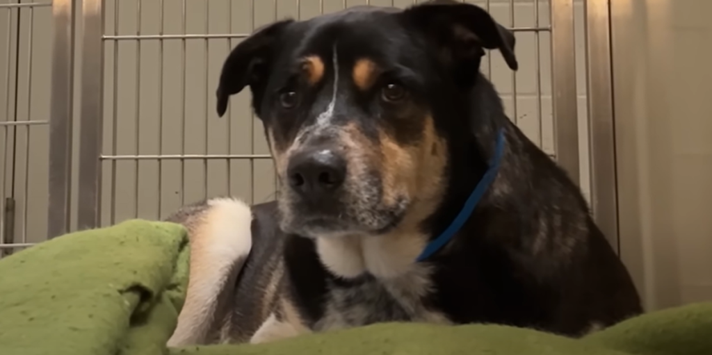 Hund ventede trofast uden for ejers hoveddør i 2 uger: Sandheden er hjerteskærende