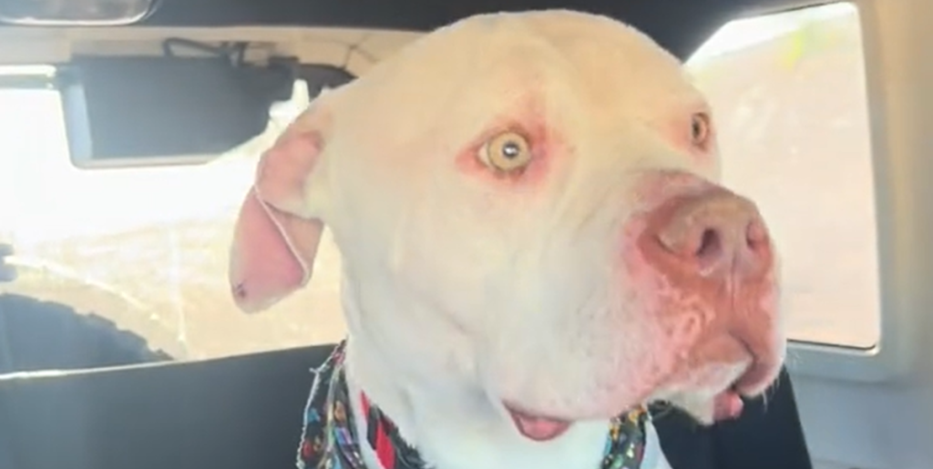 Kvinde giver den mest ulykkelige hund på internatet et nyt hjem – videoen er gået viralt