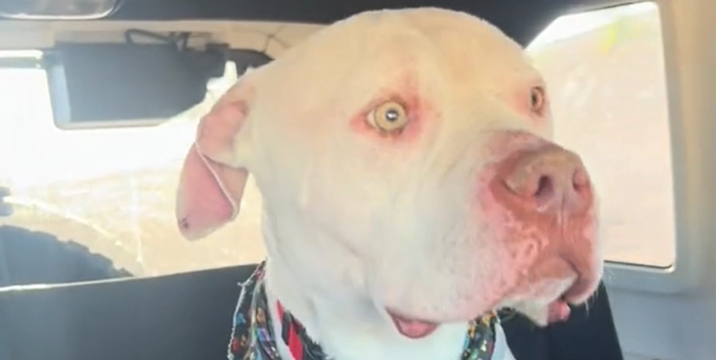 Kvinde giver den mest ulykkelige hund på internatet et nyt hjem – videoen er gået viralt