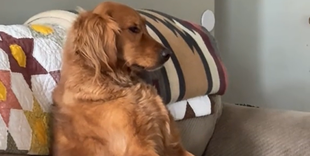 Se den virale video: Golden retriever opfører sig som et menneske
